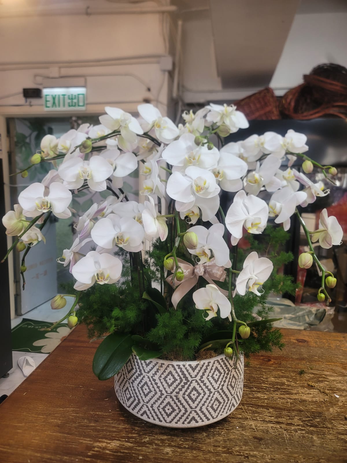 Orchid 10
